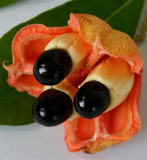 The World’s Weirdest and Most Exotic Fruits .